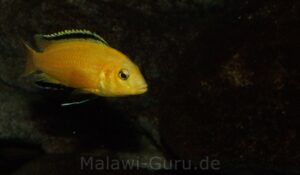 Labidochromis caeruleus 'yellow‘ Kakusa